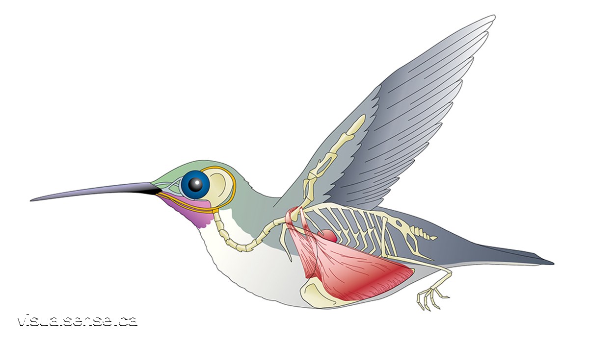 Technical illustration of a Humming Bird
