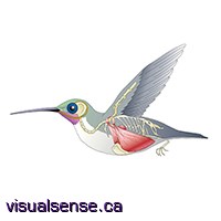 Technical illustration of a Humming Bird